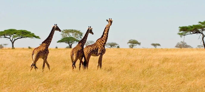 "Благотворительная" экскурсия по Африке (фото 1)