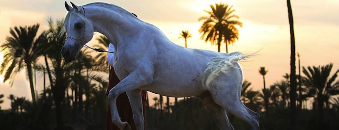 The Selman Marrakech Hotel (фото 13)