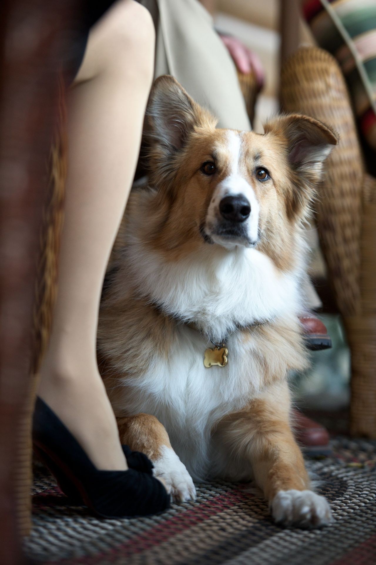 "Дорогой компаньон": трейлер (фото 1)