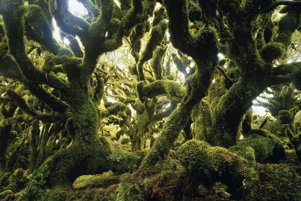 МАММ наполнился духом леса (фото 4)