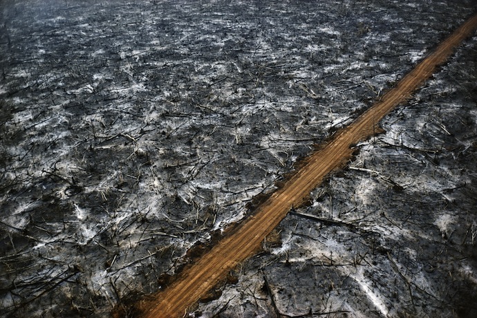 МАММ наполнился духом леса (фото 5)