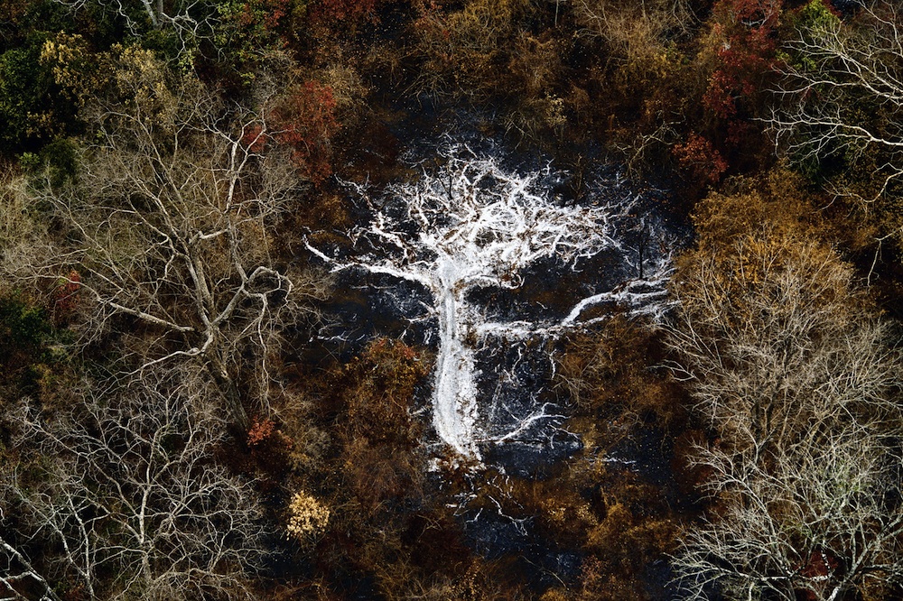 МАММ наполнился духом леса (фото 7)