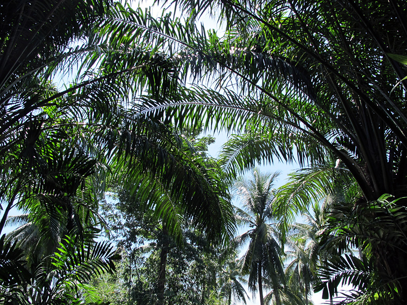 10 романтических причин поехать в Таиланд (фото 4)