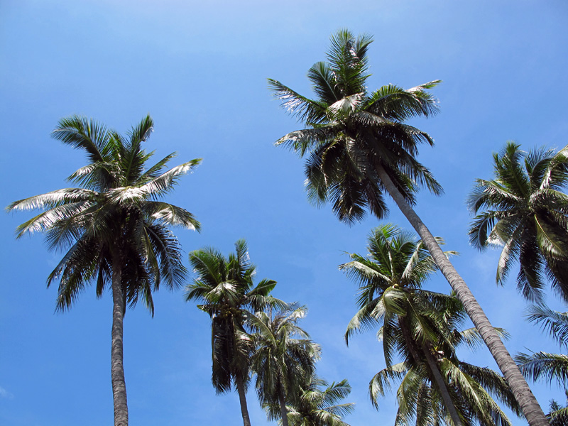 10 романтических причин поехать в Таиланд (фото 2)