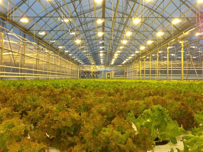 Новая оранжерея в Нескучном саду (фото 2)