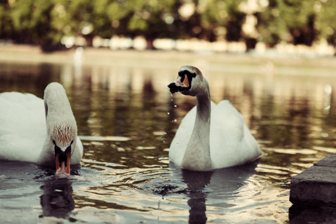 Патриаршие пруды (фото 10)