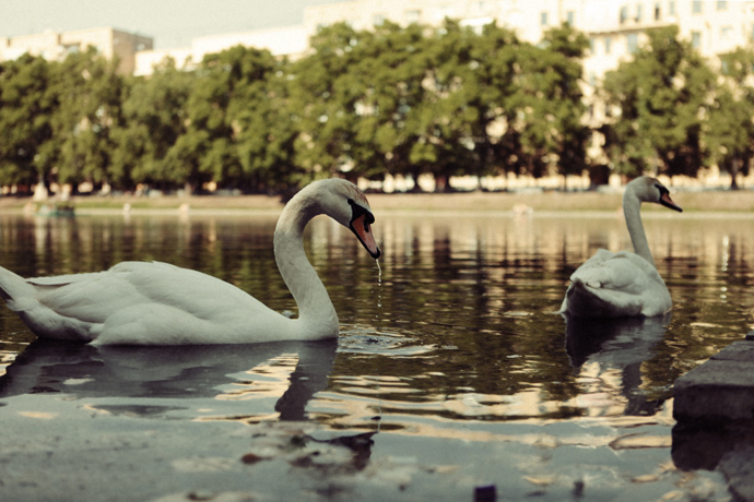 Патриаршие пруды (фото 9)