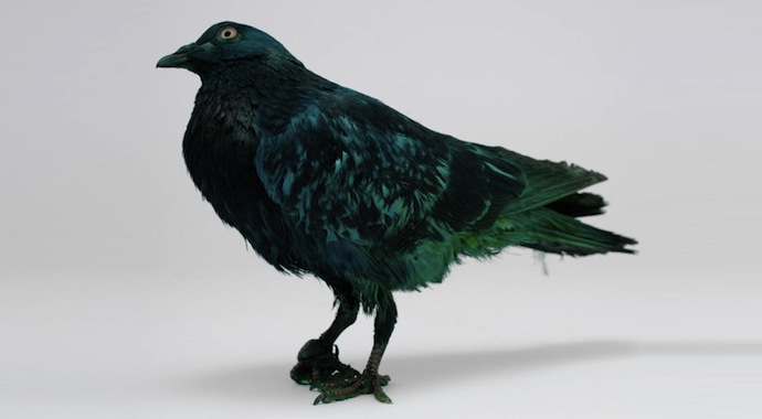 На Венецианской биеннале раскрасили голубей (фото 2)