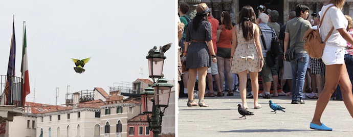 На Венецианской биеннале раскрасили голубей (фото 8)