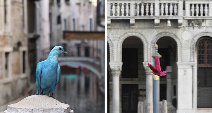 На Венецианской биеннале раскрасили голубей (фото 9)