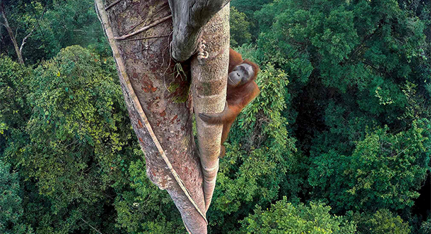 Объявлены победители конкурса Wildlife Photographer of the Year — 2016