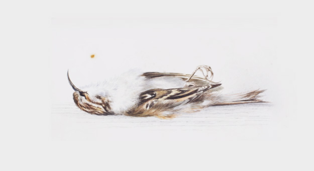 В Антарктике нашли 118-летнюю картину