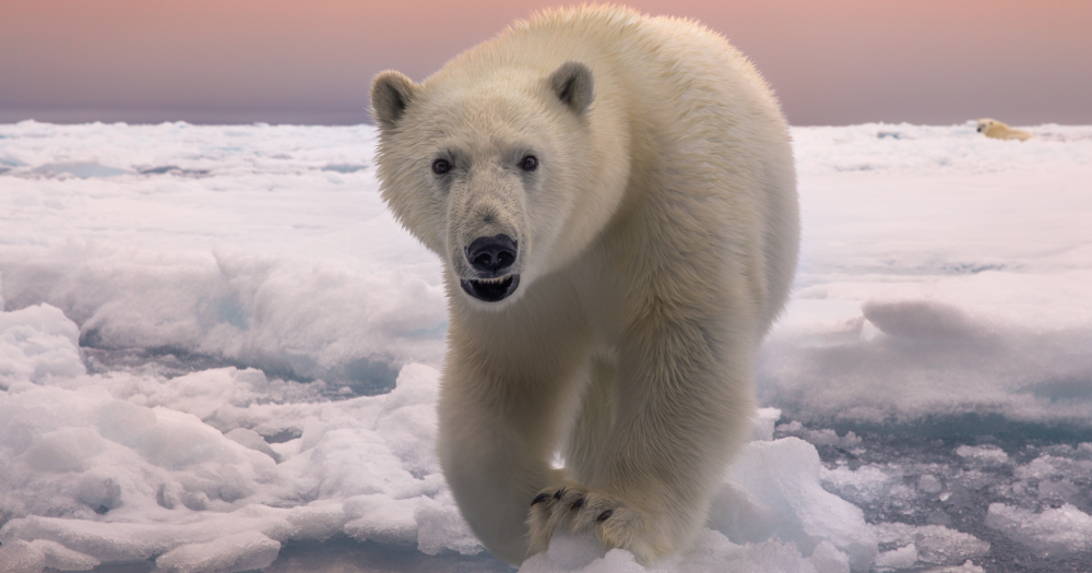 В Москве пройдет выставка фотографий Nature Photo Team