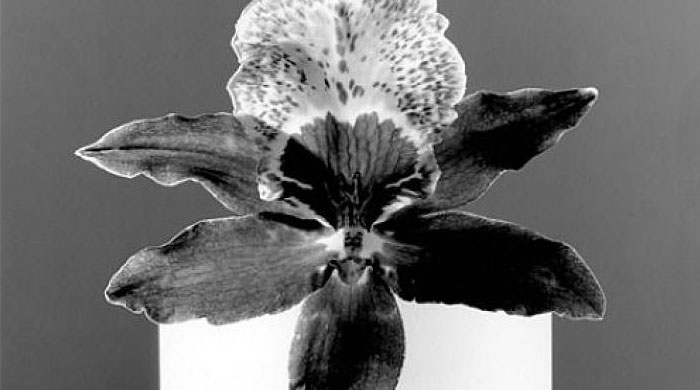 Юрген Теллер станет куратором выставки Роберта Мэпплторпа