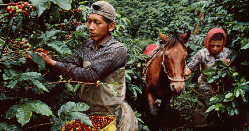 Эковдохновение от Lavazza: 3 шага на пути к устойчивому развитию