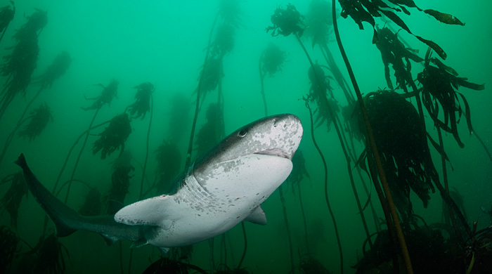 Новый владелец, новое все: журналы GEO закрываются
