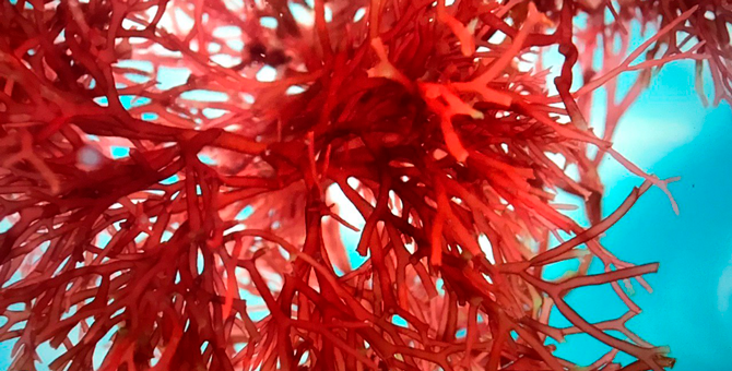 Что нужно знать о снежной водоросли — многофункциональном компоненте