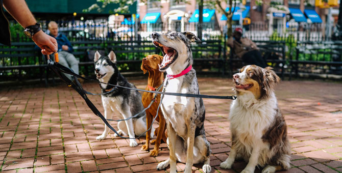 В Москве появились экскурсии для людей с собаками