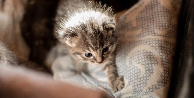 «Аэрофлот» вновь изменил правила перевозки домашних животных