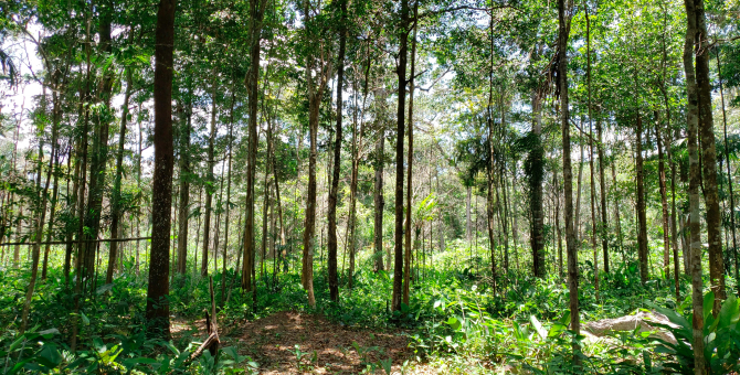Часть дождевых лесов Амазонии может исчезнуть к 2064 году