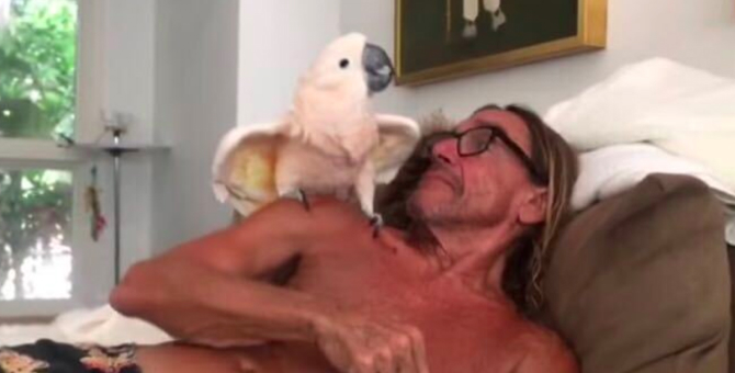 Попугай Игги Попа стал попечителем ветклиники в Австралии