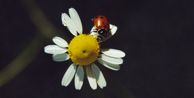 Габриэла Херст объяснила, зачем в инстаграме Chloé нужны посты с насекомыми и растениями