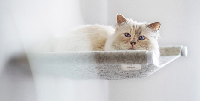 Кошка Карла Лагерфельда сделала коллаборацию с брендом мебели для домашних животных