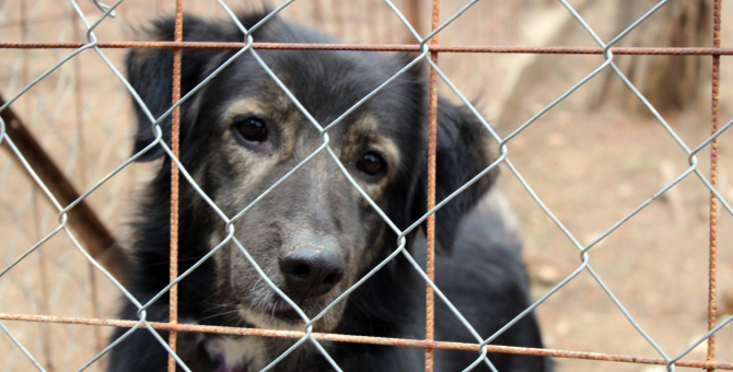 В Госдуме предложили разрешить убийство бездомных животных в приютах