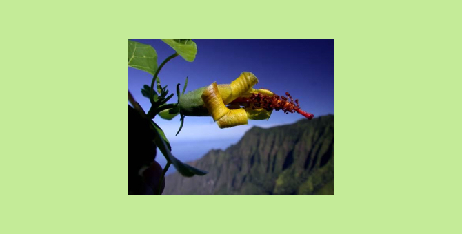 Учёные с помощью дрона обнаружили цветок, считавшийся вымершим