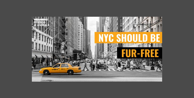 Нью-Йорк может узаконить запрет на продажу натурального меха
