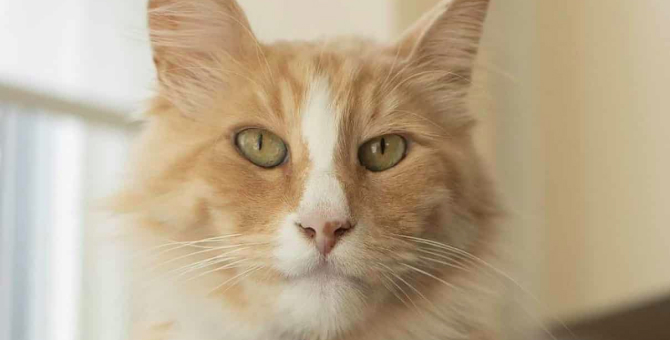 Новозеландцем года может стать рыжий кот Миттенс