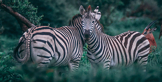 Kering разработала новые правила обращения с животными в индустрии моды