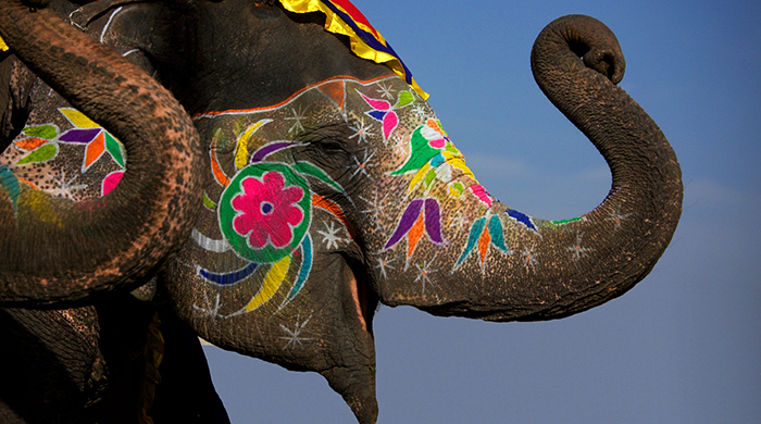 Слониха стала художником-абстракционистом