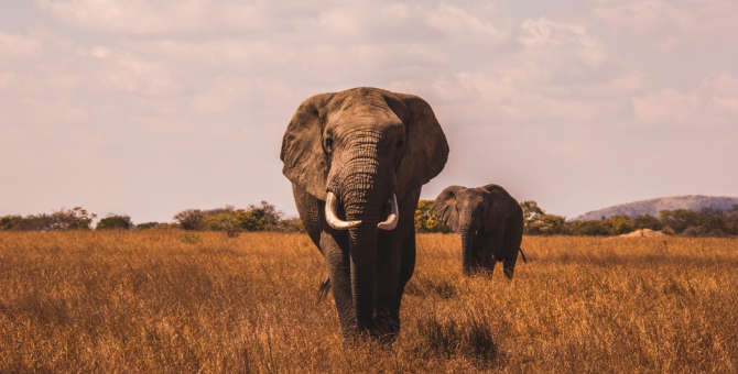 В Ботсване массово умирают слоны. Причину пока не выяснили