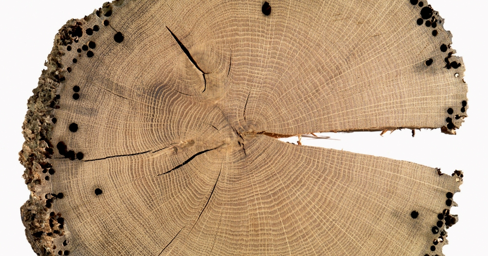 Дерево, каким вы его еще не видели