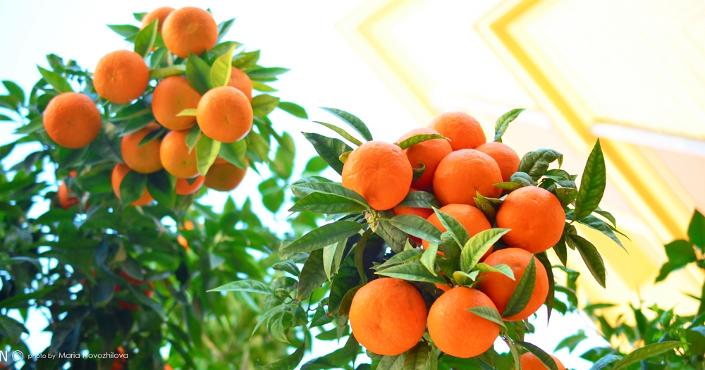 Летние мотивы зимней Франции