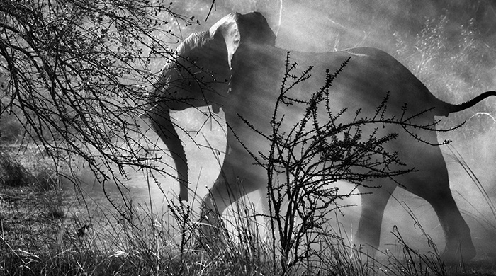 Гарсиа Маркес мира фотографии: Себастио Сальгадо и его выставка \"Генезис\"