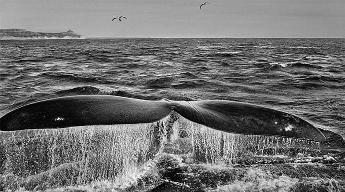 Старт дан: чего ждать от Фотобиеннале-2016 в Мультимедиа Арт Музее