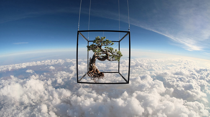 Ботанический полет в космос: инсталляции японского флориста в стратосфере
