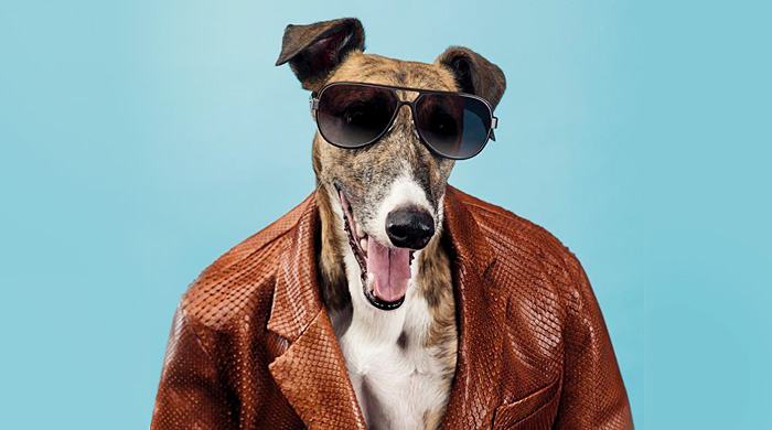 Собаки стали звездами рекламной кампании Trussardi