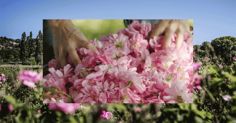 Дом, в котором растут цветы для парфюмов Dior