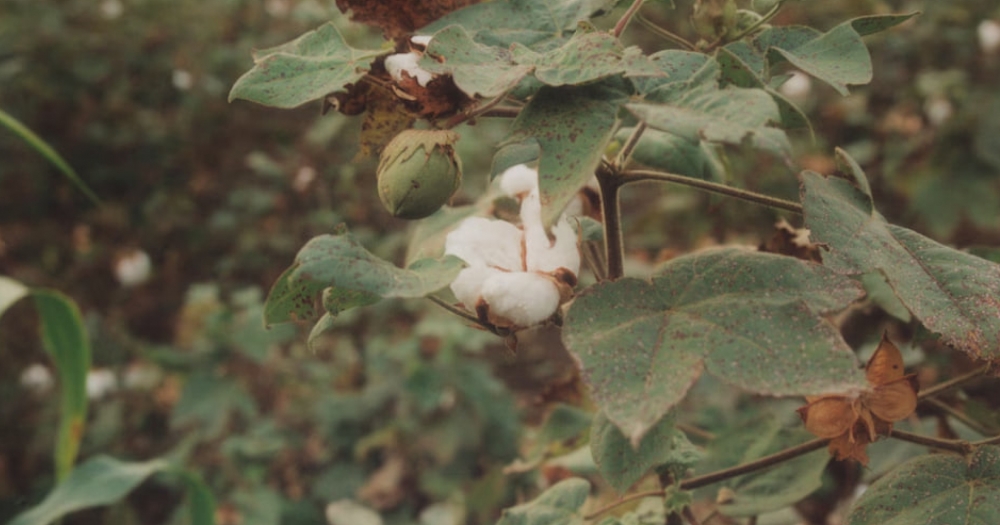 Mango и Materra представили коллекцию из регенеративного хлопка