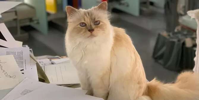 Кошка Карла Лагерфельда Шупетт посетит бал Met Gala