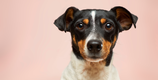 «Яндекс Маркет» удвоит начисления в «Помощь рядом» за покупку зоотоваров