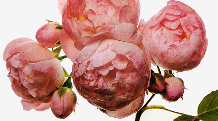 Gucci открывают во Флоренции \"цветочную\" выставку