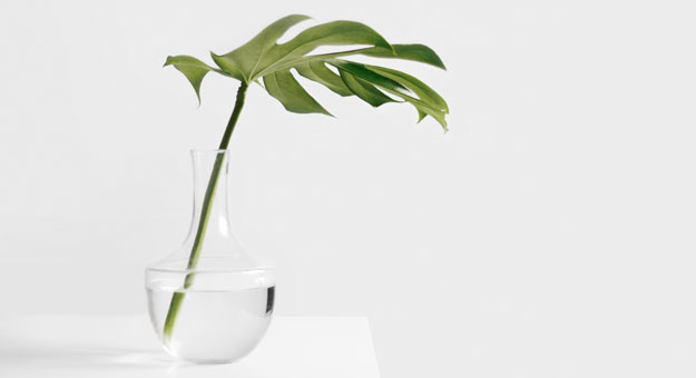 Что нужно знать об адаптогенах