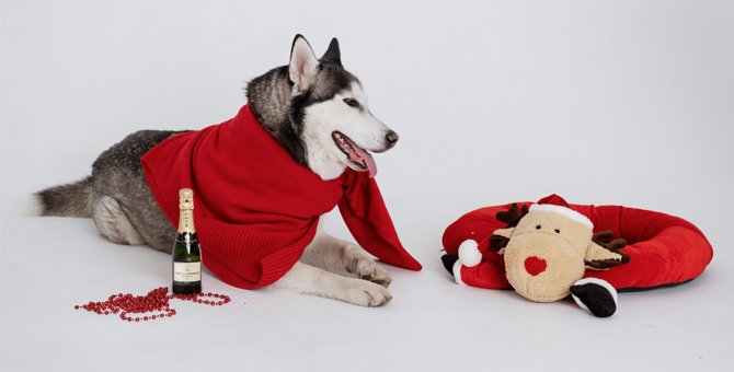 5 пожеланий от 5 нарядных собак на 2020 год — съемка BURO. и rrrrrrr.ru