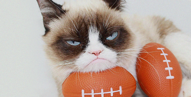 Умерла самая сердитая кошка интернета Grumpy Cat