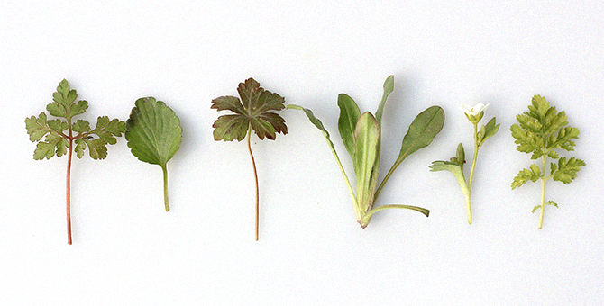 Правила шопинга онлайн: ЗОЖ-товары