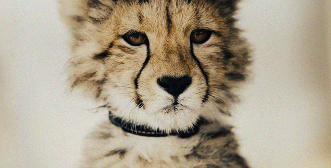 Правительство РФ запретило содержать дома морских змей и леопардов